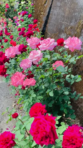 Jardin de patio hermosas rosas y mas #cauca #viral #paratiiiiiiiiiiiiiiiiiiiiiiiiiiiiiii #viralvideo #rosas #flores #jardin #parati #fyp 