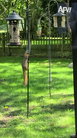 American Squirrel Ninja Warrior 🐿️ #afv #funnyvideos