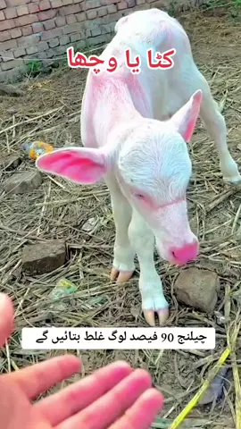 #Vetdrwahabofficial07 #fup #livestock #forypupage  #vet #unfreezemyacount #Cattlefarm #agriculture #goatfarming #fieldwork #dairyfarming #viralvideo #dontunderreviewmyvideo 