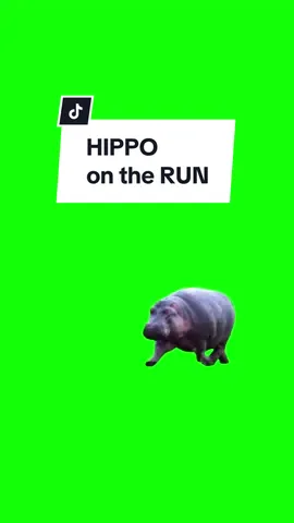 #CapCut HIPPO ON THE RUN. #greenscreen #greenscreenvideo #greenscreenoverlays #fyp #fypシ #fypage #fypppppppppppppppppppppppppppppppppppppppppppppppppppppppppppppppppppppp #fyppage #fypシ❤️💞❤️ #meme #memes #memestagram #freefirememe #memepage #viral #viralvideos #viralreels #viralvideo #viralpost #meme2024 #trend #trendy #trending #trendingreels #trendtiktok #trendingtiktok #trendy #viralmeme 