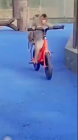 funny monkeys ｜ manki comedy video ｜ cycle chalata bandar ｜ monky cycling ｜ 100 M views #shorts #babymonkeycutis #monkeyfunny #monkeyface #monkeyface 