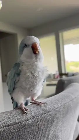 Is 🥓🥞 twice in one week too much? It was an extra busy week so I didn’t have a lot of time for posting. Auggie would like to offer this as our apology 🩵 #bird #rescue #parrot #quakerparrot #bacon #pancakes 