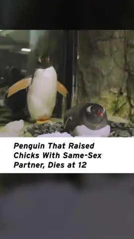A beloved and trailblazing animal has died. SEA LIFE #SydneyAquarium in #Australia reports Sphen, one half of a same-sex gentoo penguin couple that hatched an egg, has died at the age of 12.  Sphen and his partner Magic made headlines in 2018 when they were given an egg to incubate after aquarium staff members noticed their strong bond. They were dubbed a penguin power couple and took to parenting naturally. #LGBTQIA