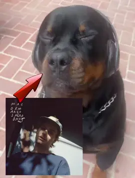 Headphone dog approves of Chamber of reflection #macdemarco #headphonedog 