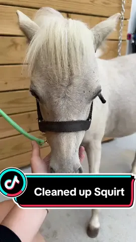 Squirt is ready for the weekend 😎 #minihorse #minifarm #farm #farmlife #horse #horsesoftiktok