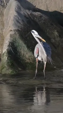 🐟Great blue heron x1 big fish #viral #nice #video_animals #fyppppppppppppppppppppppp #blidシ   