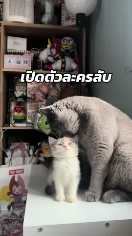 เปิดตัวละครลับ #โบมีน้องพี่บอนซอง #หมีน้อยบอนซอง #ทาสแมว #แมวบริติชช็อตแฮร์ #แมวน่ารัก 