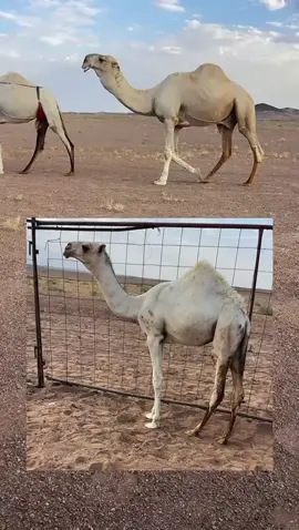 #رمان #ماشاءالله_تبارك_الله #اكسبلور #تيك_توك #ساحوق 