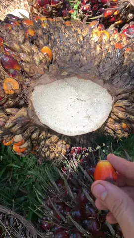 Ngulii 🌴🌴🌴#sawit #sawitontiktok #kulisawit #anakpetanisawit #petanimuda #panensawit #bosmuda #fyp #fyppppppppppppppppppppppp 