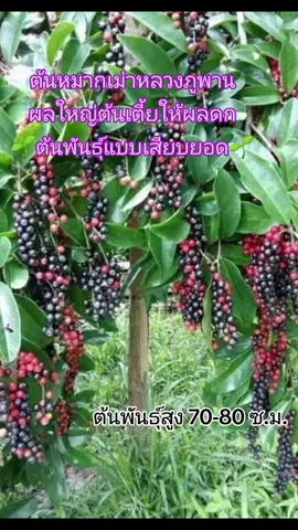 #ต้นหมากเม่าหลวงภูพาน #ต้นหมากเม่า #ต้นกล้าพันธุ์ไม้ #สวน #เกษตรผสมผสาน 