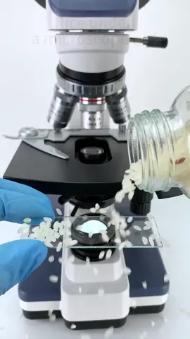 Rice look cool at 400x magnification!  #microscope #tiktok #foryou #funnyvideos #bestvideo 