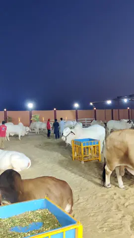 memories ❤️✨  #cattle #mandi #bakraeid #trending #foryou #foryoupage 