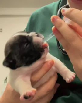 Vino para Benzemaaaaaaaaaa #humor #perros #parati 