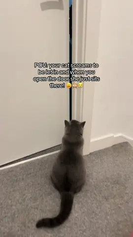 Spoilt madam!! #catsoftiktok #britishshorthair #indoorcat #cat 