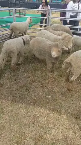 #lampions #lampions #dcf #dcf2024 #dieng #dieng_wonosobo #diengculturefestival #agustusmerdeka #dombalucu #merino #dombamerino #fyp #fypシ #fypシ゚viral 