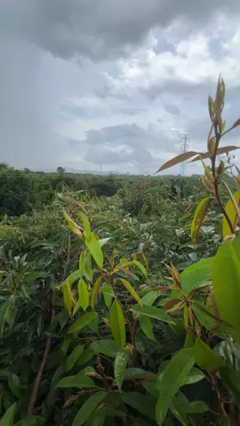 ทำแข่งกับฝน😢 #ทุเรียนจันทบุรี #fypシ #เด็กจันทบุรี #ลูกหนามพารวย 