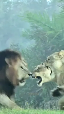 Males roving lions attack their cubs, sisters protect their cubs and start a frenzied situation.  #amazing #nice #lion #🦁💔 #fyppppppppppppppppppppppp 