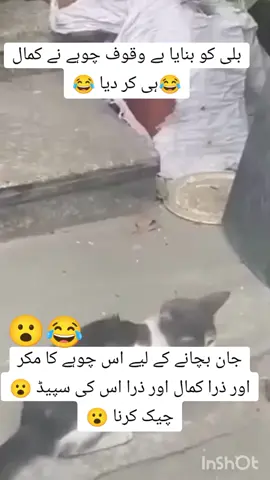😂ایسا کمال کبھی دیکھا ہے اپ نے😂 #fyp #far #page #1 #million #followers # 😂😮😮😮😮😮😮😮😂
