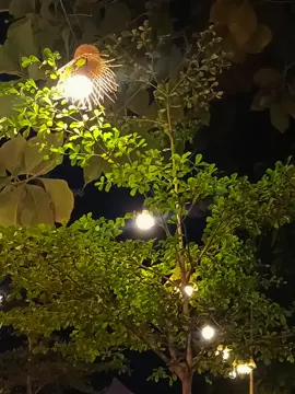 Agustus, A nya apa?  #lyrics #zylycss #4u 