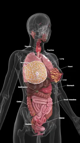 🌟 Discover the Full Anatomy of Female Organs 🌟 The female body is an intricate network of organs, each playing a vital role in maintaining health and balance. From the brain that controls every function to the heart that pumps life-sustaining blood, the lungs that provide oxygen, the liver that detoxifies, and the kidneys that filter waste. Not to forget the reproductive organs—ovaries, uterus, and vagina—that enable life to begin. Explore the detailed anatomy of all these organs and learn how they work together to keep the body functioning. #FemaleAnatomy #HealthEducation #HumanBody #SciePro