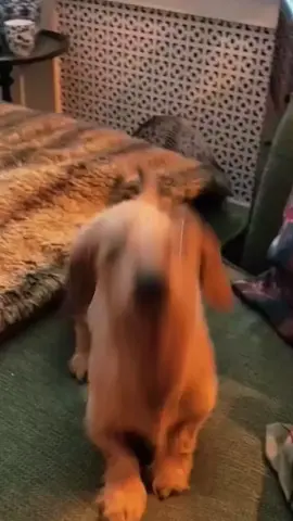 #voiceover #talkinganimals #animals #talkingdog #dog #catlover #cat #funny #doglove #catsoftiktok #talkingcat #dogsoftiktok 
