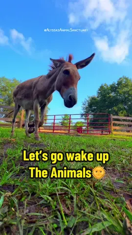 Looks like we have to build another goat house🤷🏻‍♀️, I cover for Scruffaluffagus🐐, Sonar🐄chugs his milk down so he can hurry up and go play, dragon flies, Lily pads and flowers oh my😻, oh & Wilbur🐷gets mad at me for filming him taking a bath🛀👀🤷🏻‍♀️😅#farmanimals #morningroutine #cuteanimals #happyanimals #funnyanimals #animalroutine #animals #animaltok #animalsanctuary #animallove 