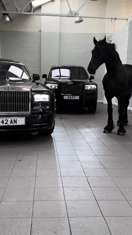 #viphorses #birmingham #weddinghorses #friesian #rollsroyce #horsesoftiktok #weddingvibes #horsetok 