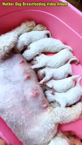 Mother dog breastfeeding video Album #zoom #pet #dog #cub #fyp #foryou #littlepuppy #Love 