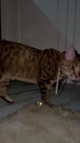 #f #cat Fetiță specială 🧡