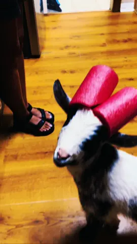 #fpy #pygmygoats #goats 