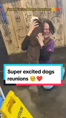 The most wholesome dogs reunions with their owners that will melt your heart ❤️🥺 #dog #puppy #wholesome #heartwarming #emotional #hearttouching #reunion #foryou 