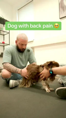 Dog with back pain 🥺🥺🥺 • • • #chiropractortiktok #foryou #asmr #animals #chiropractic #help #türkiye #hundeauftiktok #tiere 