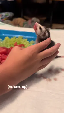 They love watermelon #babyopossum #animalsoftiktok #PetsOfTikTok #opossumsoftiktok #smackingandchewing #yummyfood 