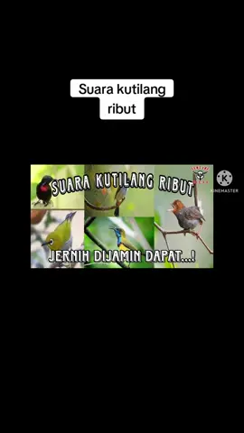#kutilang #kutilangmania #burcil  pikat burcil kutilang ribut