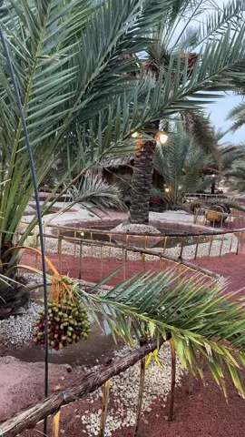 #صوت_الطبيعة #طبيعة #سرحه #بقعاء #بقعاء_الآن #مزارع #نخل #حايلنا #fypシ #تصويري #عدستي #عتيبة #عتيبة_الهيلا #511 