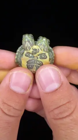 Two Headed Turtle⁉️ #turtle #turtles #aquaterra #aquaterraexoticpets #reptiles #tortoise #reptilesoftiktok 