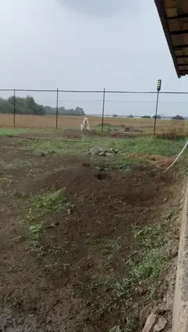 Тєрга дочка белого Хода и Афіна