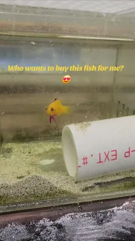 One of my dream fish! Anyone wanna buy it for me? 😉 #grammadejongi #goldencubanbasslet #cubanbasslet #basslet #goldenbasslet #saltwaterfish #marinefish #dreamfish 