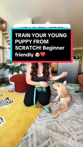 Struggling to train your puppy? don’t worry- I GOT YOU! Let’s start from the beginning! Get my FREE guide linked in my bio! & Make sure you’re following me to see all the best dog training content! ❤️🐶  #puppyadvice #TikTokTaughtMe #beginnerdogtraining #howtotrainmydog #creatorsearchinsights 