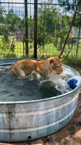 Playtime with Sarabi! #NOTpets #lion #lions #lioness #cute #funny #lol #bigcat #bigcats #cat #cats #animal #animals #fl #florida #fyp 