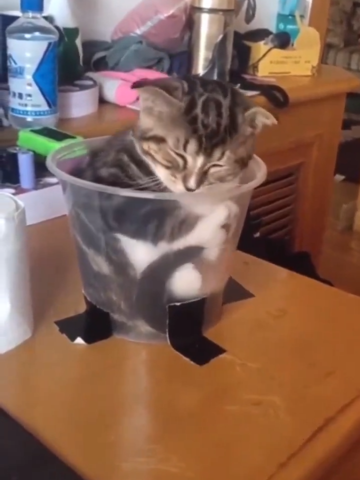 Perfect Fit: Watch How This Cat Slips Into Its Cup! 😺☕️ #CatInCup #PerfectFit #CatLogic #FelineAntics #FunnyCats #PetMoments #ViralPets #CatBehavior #CuteAndFunny #TikTokCats
