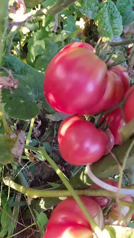 #المغرب🇲🇦تونس🇹🇳الجزائر🇩🇿تركيا🇹🇷_العراق🇮🇶 #اكسبلور #العالم_العربي #اوروبا_اسبانيا_ايطاليا_المانيا_هولندا_السويد_النمسا #جميع #تريند_التيك_توك #تريد #❤️❤️❤️❤️❤️ 