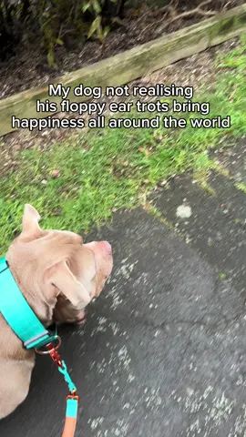 Serotonin delivery 💖 #dog #happiness #Love #floppyear #serotonin #dogs #americanbully #staffy #dogsoftiktok 