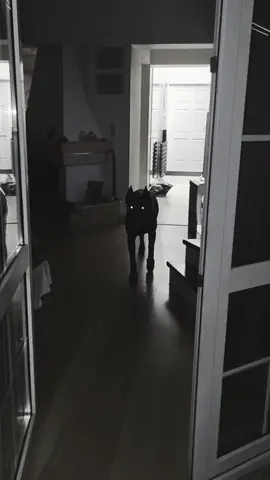 Odważyłbyś się wejść? 👀 #dangerous #dangerousdog #doberman #night