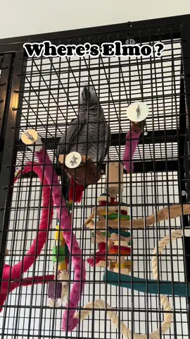 Shouting to me whilst I took a bath….#foryoupage#africangrey#parrots#parrot#funny#talkingparrot#talkingbird#cute#funnyanimals#fyp#fypage