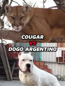 Cougar vs Dogo Argentino #vs #versus #debate #1v1 #fight #whoisstrongest #edit #edits #animals #cougar #dogoargentino 