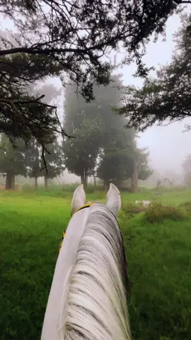 #خيل_وخياله🐎 #الباحة_الجنوب #بلجرشي_الباحه #اسطبلات #ضباب #خيل 