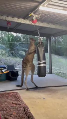 Umm so kangaroos can stand on their tails?! 😳 (🎥: IG/wildtofree)