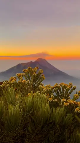 Bunga abadi sesungguhnya🍃⛰️ #bungaabadi #bungaedelwies #gunungindonesia #gunungmerbabu #fyp #fypシ゚viral #CapCut 