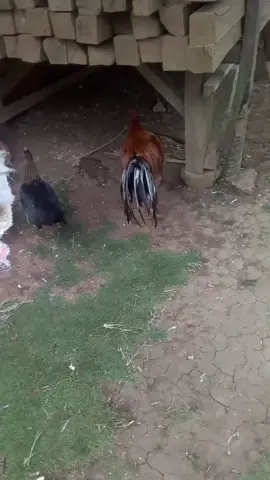ayam jantan lagi ngapelin cewe nya###fyp #vidio 